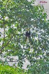11012119c 花冠皺 Wreathed Hornbill