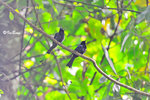 11012277Nc 小盤尾 Lesser Racket-Tailed Drongo