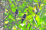11012280Nc 小盤尾 Lesser Racket-Tailed Drongo