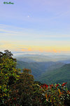 京巴魯山景 Mount Kinabalu Park 11012231Nc