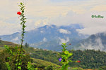 京巴魯山景 Mount Kinabalu Park 11012308Nc