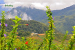 京巴魯山景 Mount Kinabalu Park 11012310Nc