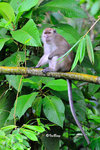 猴子 Long-tailed Macaque 11012003c