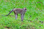 猴子 Long-tailed Macaque  11012005c