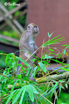 猴子 Long-tailed Macaque 11012006c