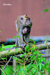 猴子 Long-tailed Macaque 11012007c