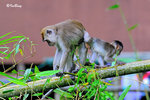 猴子 Long-tailed Macaque 11012008c