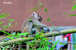 猴子 Long-tailed Macaque 11012010c