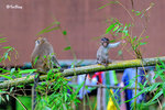 猴子 Long-tailed Macaque 11012014c