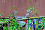 猴子 Long-tailed Macaque 11012016c