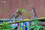 猴子 Long-tailed Macaque 11012017c