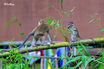 猴子 Long-tailed Macaque 11012019c