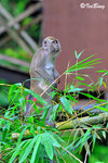猴子 Long-tailed Macaque 11012022c