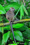 猴子 Long-tailed Macaque 11012025c