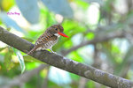14040801Nc Banded Kingfisher (Female) 婆羅洲橫斑翠(母)