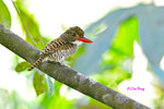 14040808Nc Banded Kingfisher (Female) 婆羅洲橫斑翠(母)