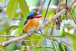 140408106Nc Banded Kingfisher (Male) 婆羅洲橫斑翠(公)