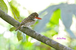 14040810Nc Banded Kingfisher (Female) 婆羅洲橫斑翠(母)