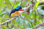 14040822NcBanded Kingfisher (Male) 婆羅洲橫斑翠(公)