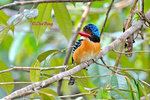 14040867N 
 Banded Kingfisher (Male) 婆羅洲橫斑翠(公)