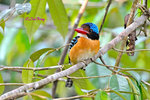 14040879Nc Banded Kingfisher (Male) 婆羅洲橫斑翠(公)