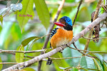 14040881Nc Banded Kingfisher (Male) 婆羅洲橫斑翠(公)