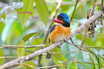 14040885Nc Banded Kingfisher (Male) 婆羅洲橫斑翠(公)