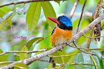 14040891Nc Banded Kingfisher (Male) 婆羅洲橫斑翠(公)