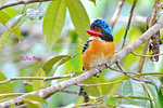 14040892Nc Banded Kingfisher (Male) 婆羅洲橫斑翠(公)