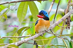 14040893Nc Banded Kingfisher (Male) 婆羅洲橫斑翠(公)