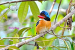 14040897Nc Banded Kingfisher (Male) 婆羅洲橫斑翠(公)