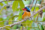 14040899Nc Banded Kingfisher (Male) 婆羅洲橫斑翠(公)