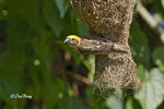 140417145Nc Baya Weaver 黄胸織布鳥