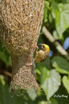140417155Nc Baya Weaver 黄胸織布鳥