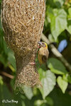 140417160Nc Baya Weaver 黄胸織布鳥