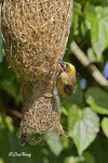 140417162Nc Baya Weaver 黄胸織布鳥