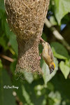 140417171Nc Baya Weaver 黄胸織布鳥