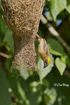140417172Nc Baya Weaver 黄胸織布鳥