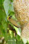 140417192Nc Baya Weaver 黄胸織布鳥