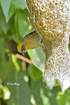 140417196Nc Baya Weaver 黄胸織布鳥