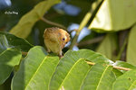 140417214Nc Baya Weaver 黄胸織布鳥