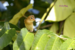 140417216Nc Baya Weaver 黄胸織布鳥