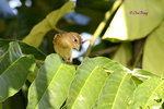 140417218Nc Baya Weaver 黄胸織布鳥