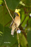 140417222Nc Baya Weaver 黄胸織布鳥