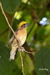 140417225Nc Baya Weaver 黄胸織布鳥