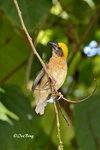 140417235Nc Baya Weaver 黄胸織布鳥