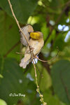 140417248Nc Baya Weaver 黄胸織布鳥