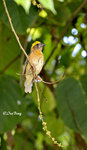 140417256Nc Baya Weaver 黄胸織布鳥