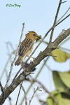 140417259Nc Baya Weaver 黄胸織布鳥