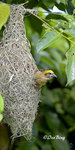 140417260Nc Baya Weaver 黄胸織布鳥